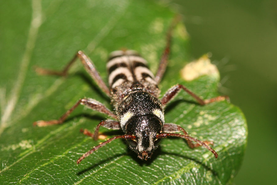 Xylotrechus arvicola  (Cerambycidae Cerambicinae Clytini)